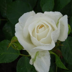 Edelrose 'Annapurna'®